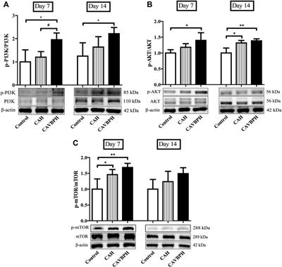 Chitosan/Sodium Alginate/Velvet Antler Blood Peptides Hydrogel Promoted Wound Healing by Regulating PI3K/AKT/mTOR and SIRT1/NF-κB Pathways